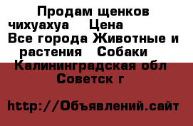 Продам щенков чихуахуа  › Цена ­ 10 000 - Все города Животные и растения » Собаки   . Калининградская обл.,Советск г.